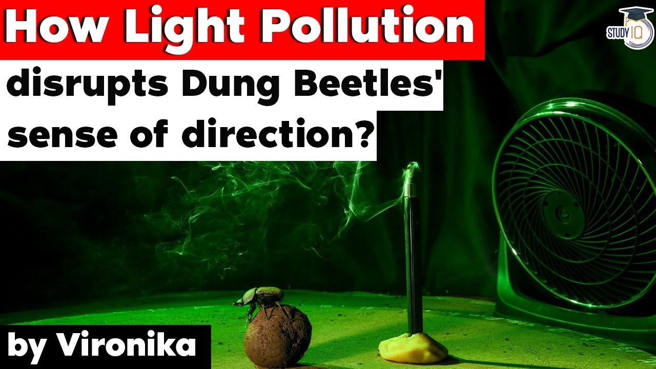 How Light Pollution disrupts Dung Beetles' sense of direction? Environment Current Affairs for UPSC