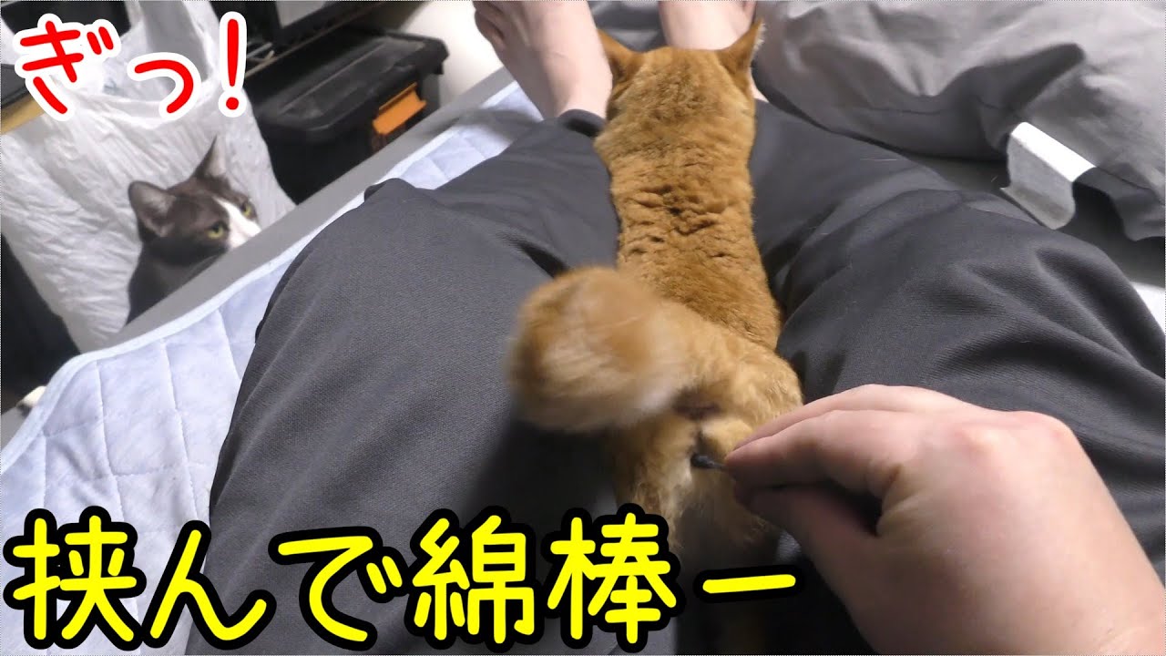 発情期の猫達、一日家を空けてたせいかそこら中にスプレーしていた…それはそうとめっちゃ甘えてきた