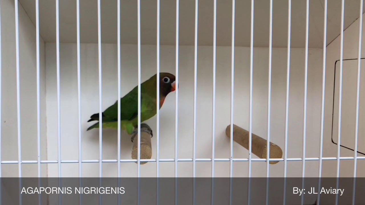 Agapornis nigrigenis (black cheeked) lovebird