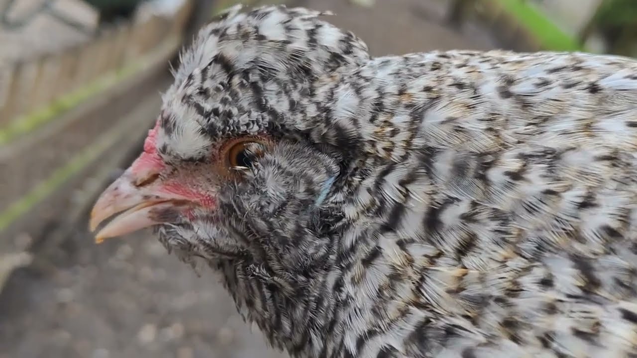 Alle kuikens van deze winter; een update!!