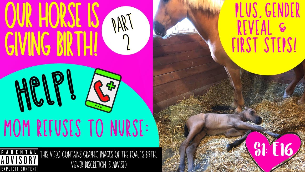 HORSE REFUSES TO NURSE FOAL | FOAL'S FIRST STEPS