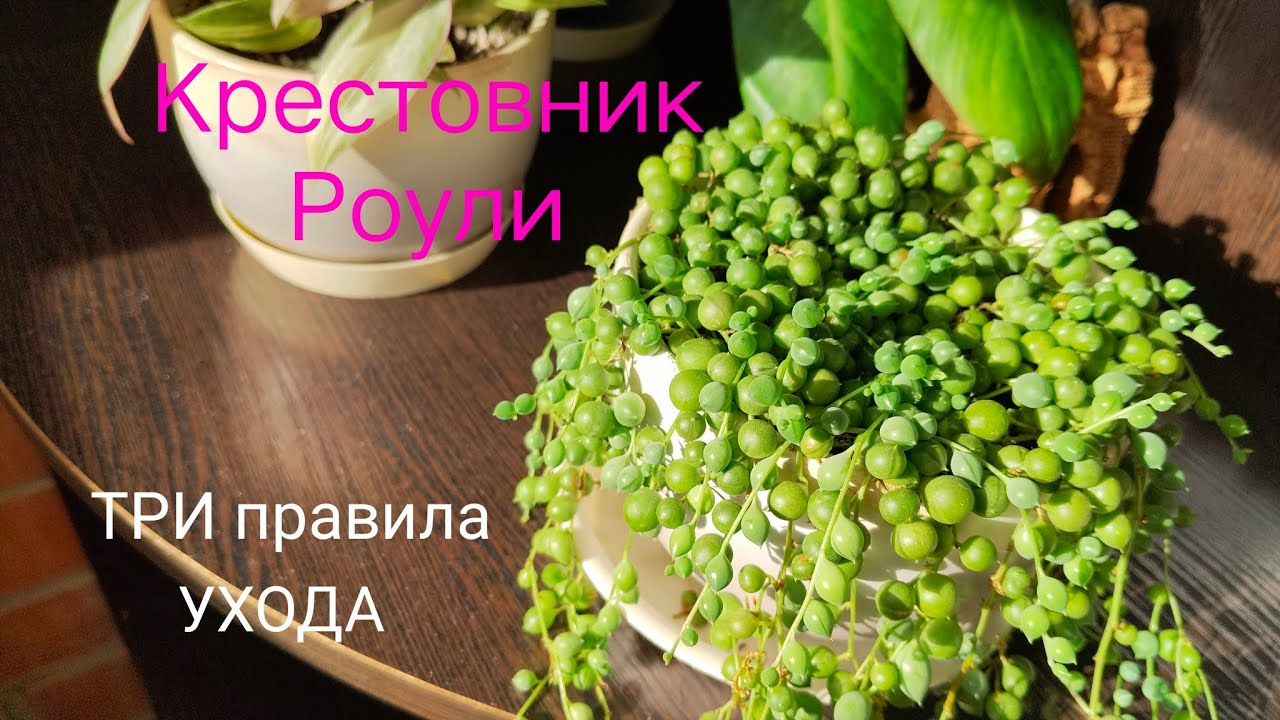 Крестовник Роули|Рубрика Простой Уход за Цветочком#plants #крестовникроули#цветыдлядома 
