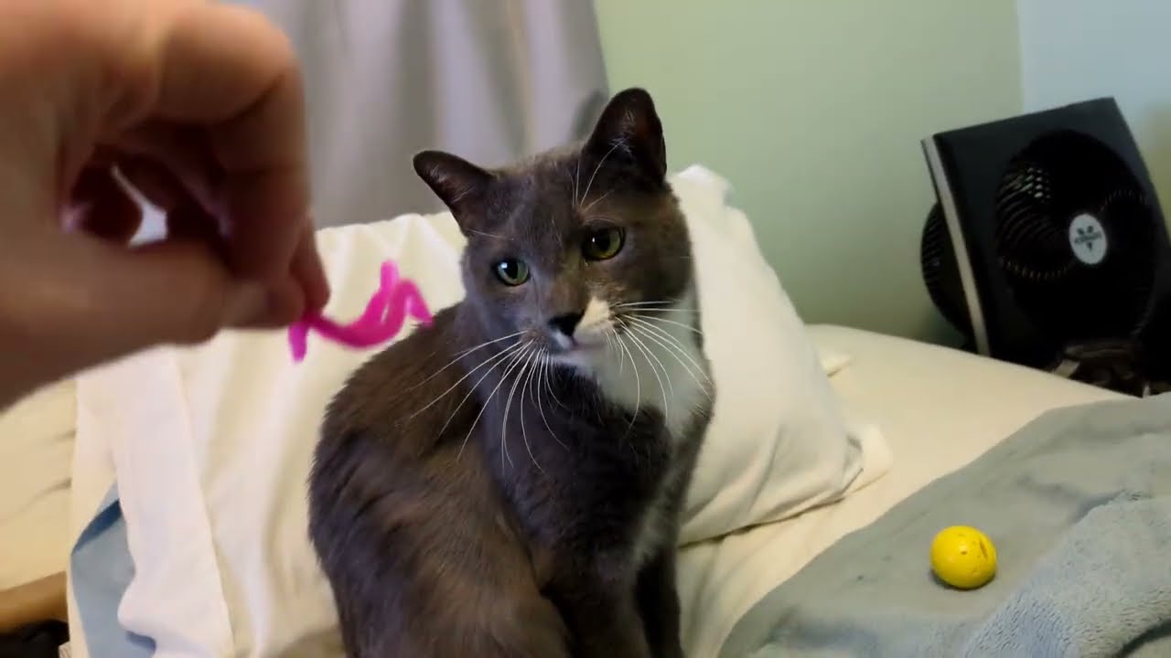 Thunder Chooses Between a Catnip Ball and a Red Dot