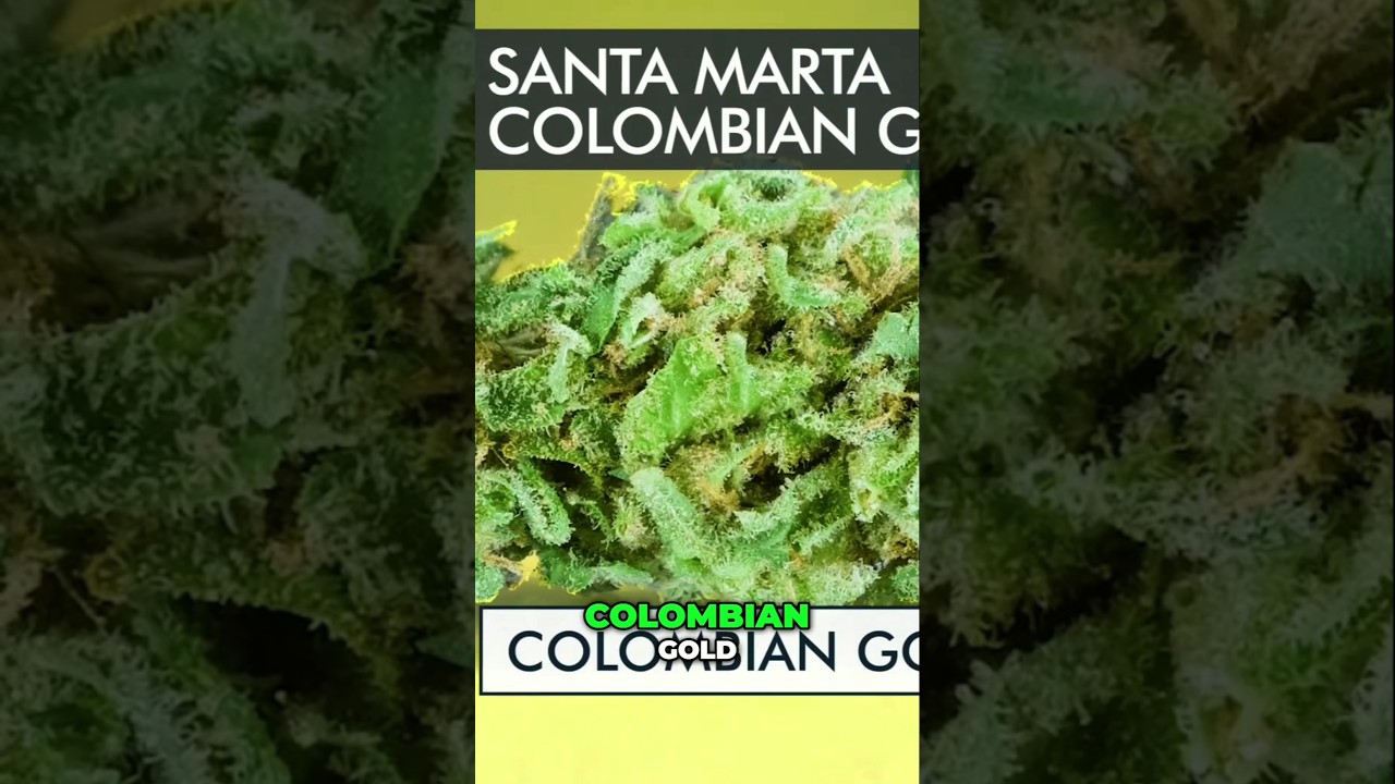 Santa Marta Colombian Gold: The Legendary Landrace No One Can Finish    @WorldWeedWonders
