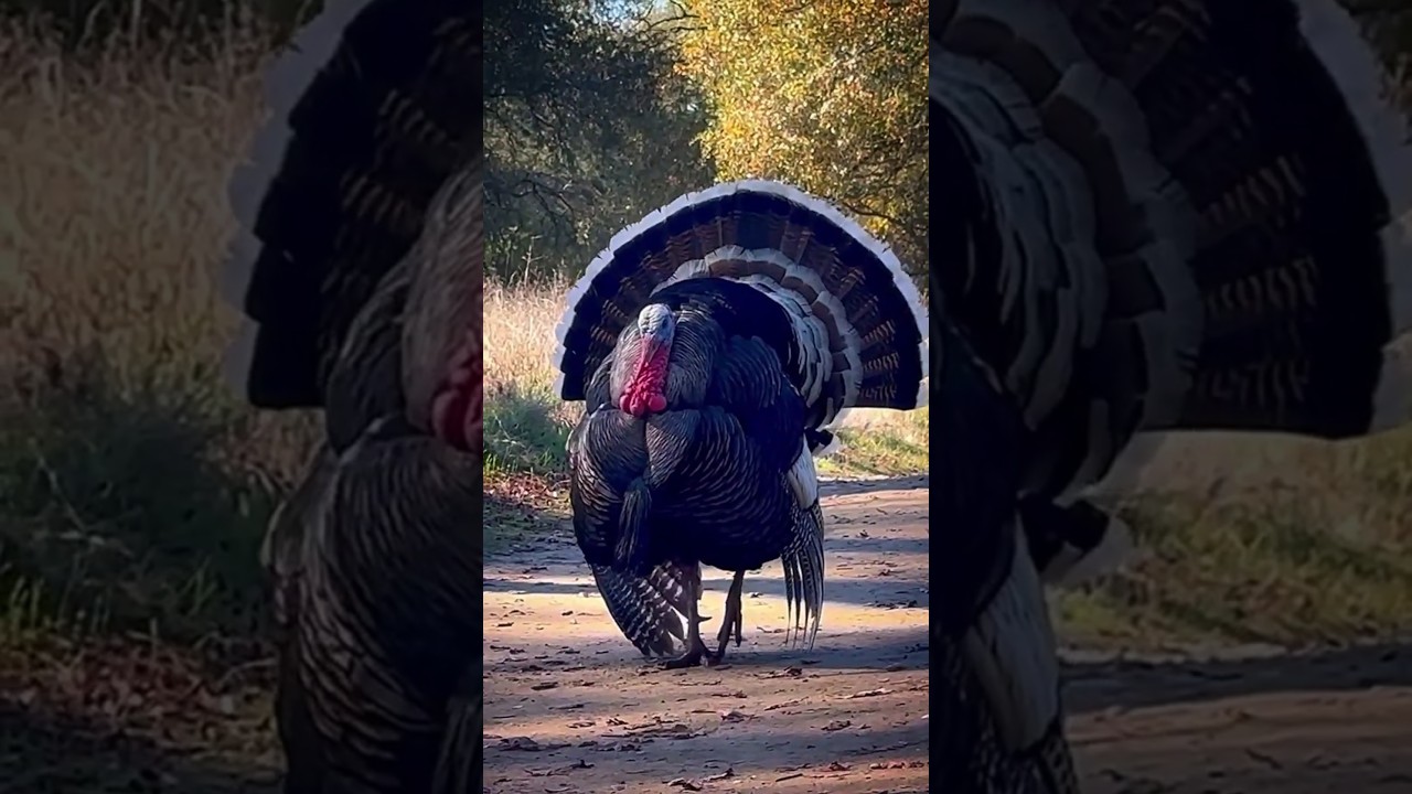 Дикий индюк на Диком Западе 🦃 #дикий_запад #индюк #turkey