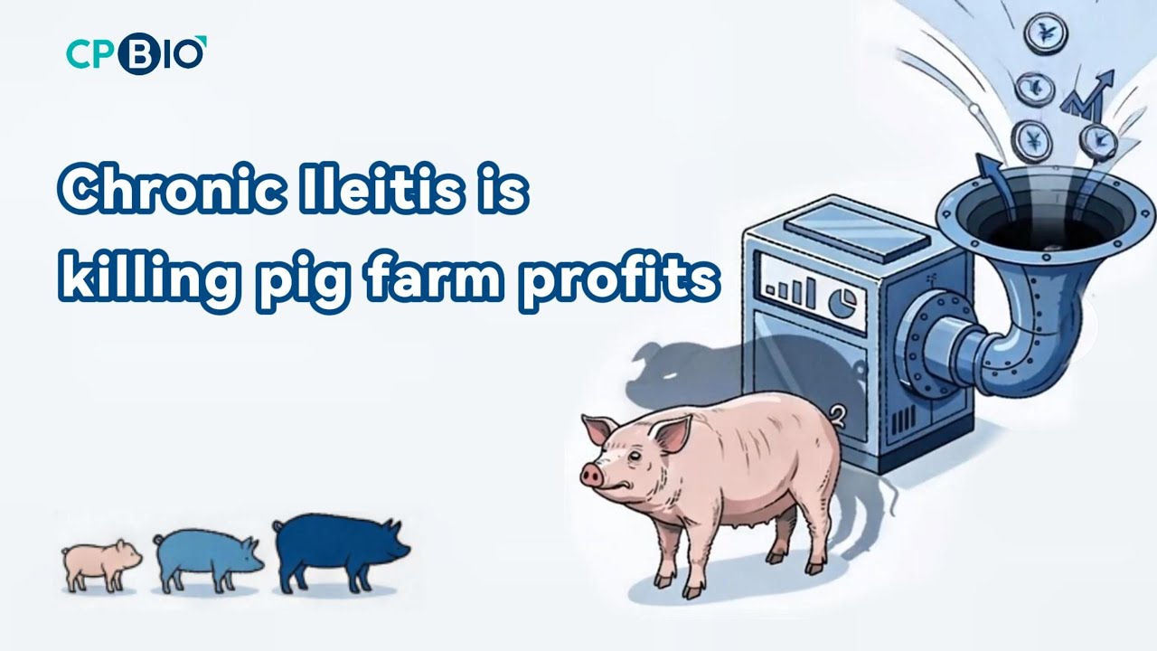 The Hidden Profit Drain: What Most Pig Farmers Miss About Disease Control. #cpbio   #silentkiller