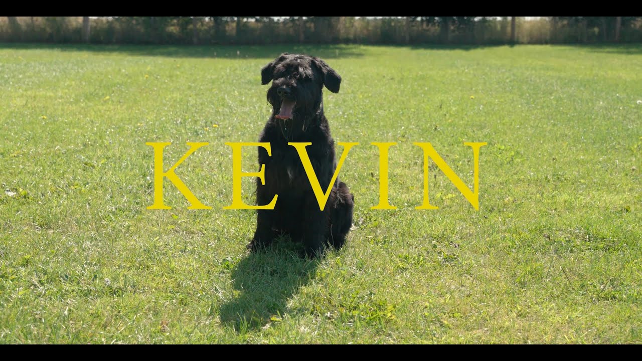 Kevin the Giant Schnauzer - Family Protection Dog
