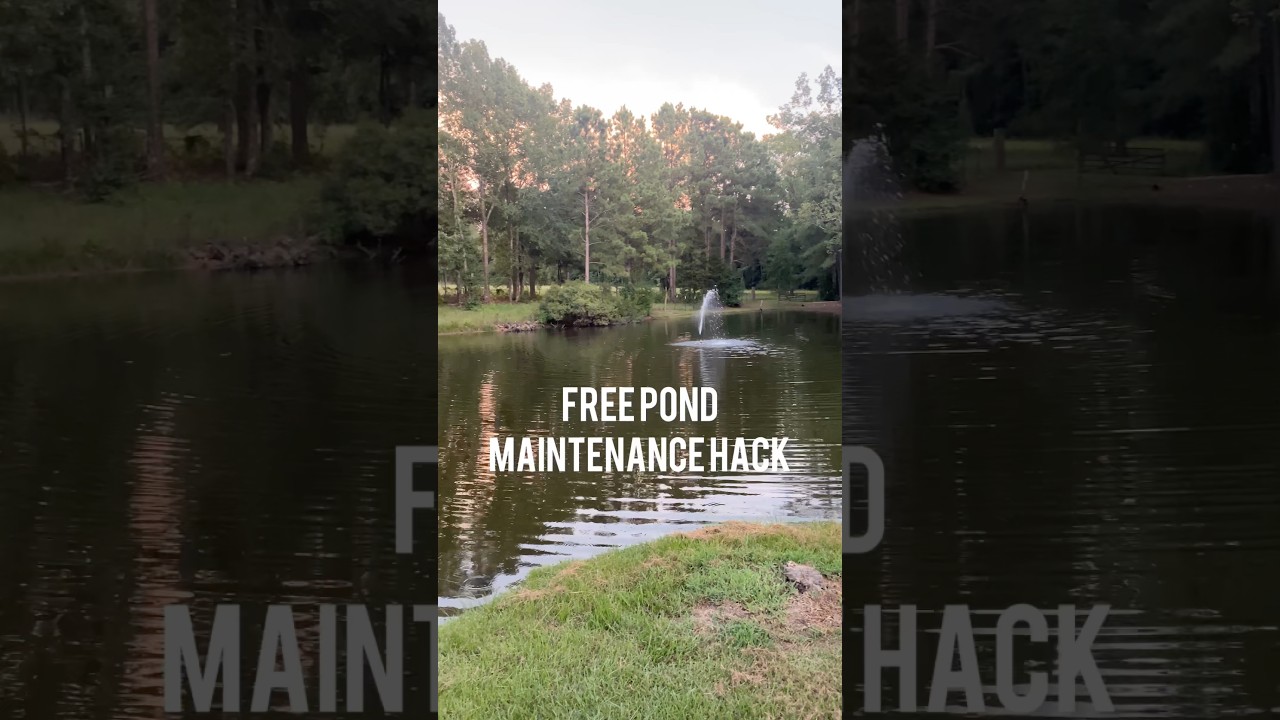 FREE POND MAINTENANCE HACK *Almost #DIY #homestead