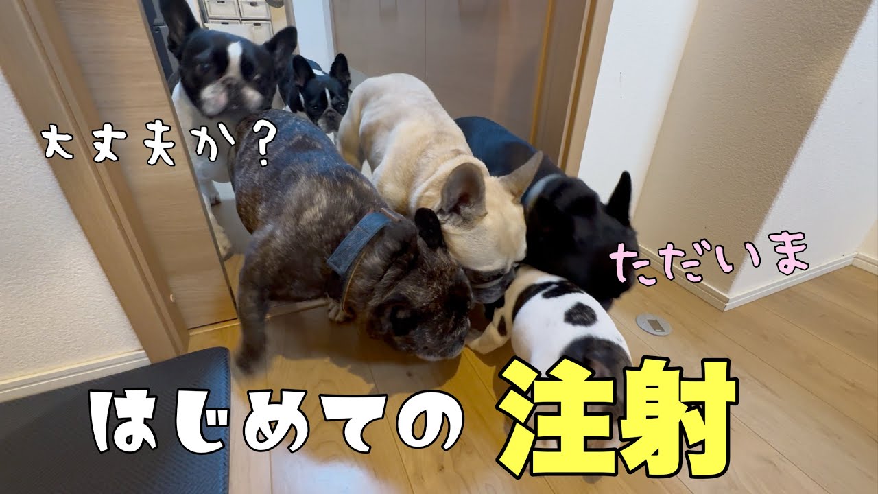 初めて病院に行った末っ子まるちゃんに兄さんズの圧がスゴすぎたｗ