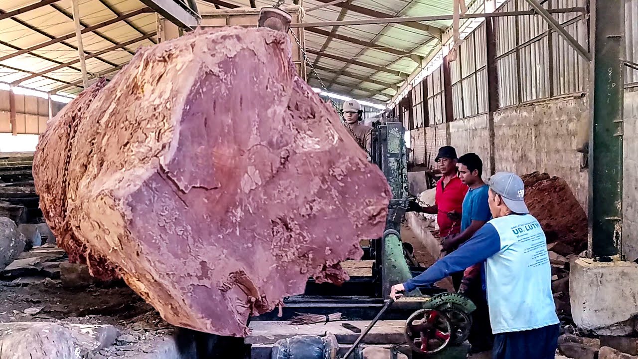 Это роскошное красное дерево стоит 1 миллиард, о котором I Sawmill не может договориться.
