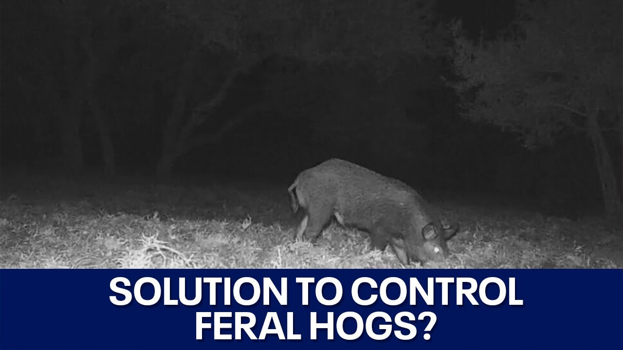 Texas feral hog population control solution? | FOX 7 Austin