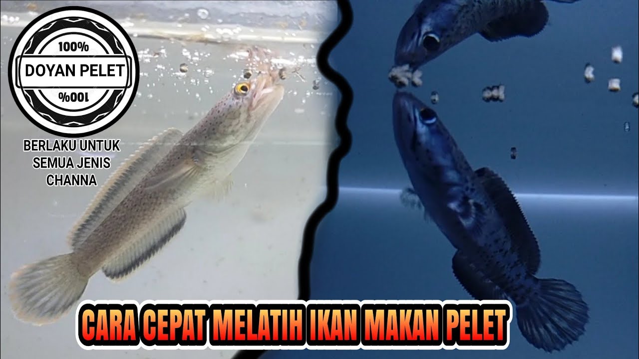 cara melatih channa makan pelet dengan cepat