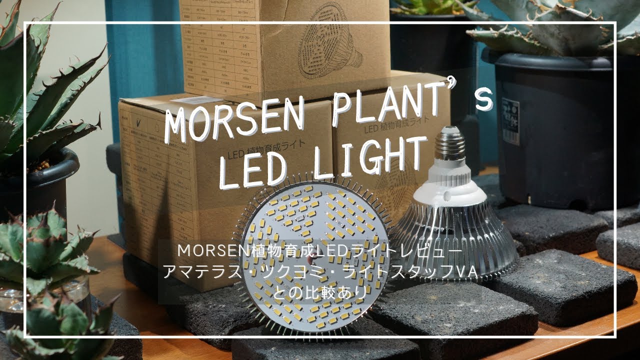 MORSEN植物育成LEDライトレビュー｜アマテラス・ツクヨミ・ライトスタッフVAとの比較あり