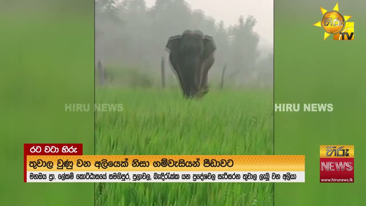තුවාල වුණු අලියෙක් ගමට දෙන වදයක් - Hiru News