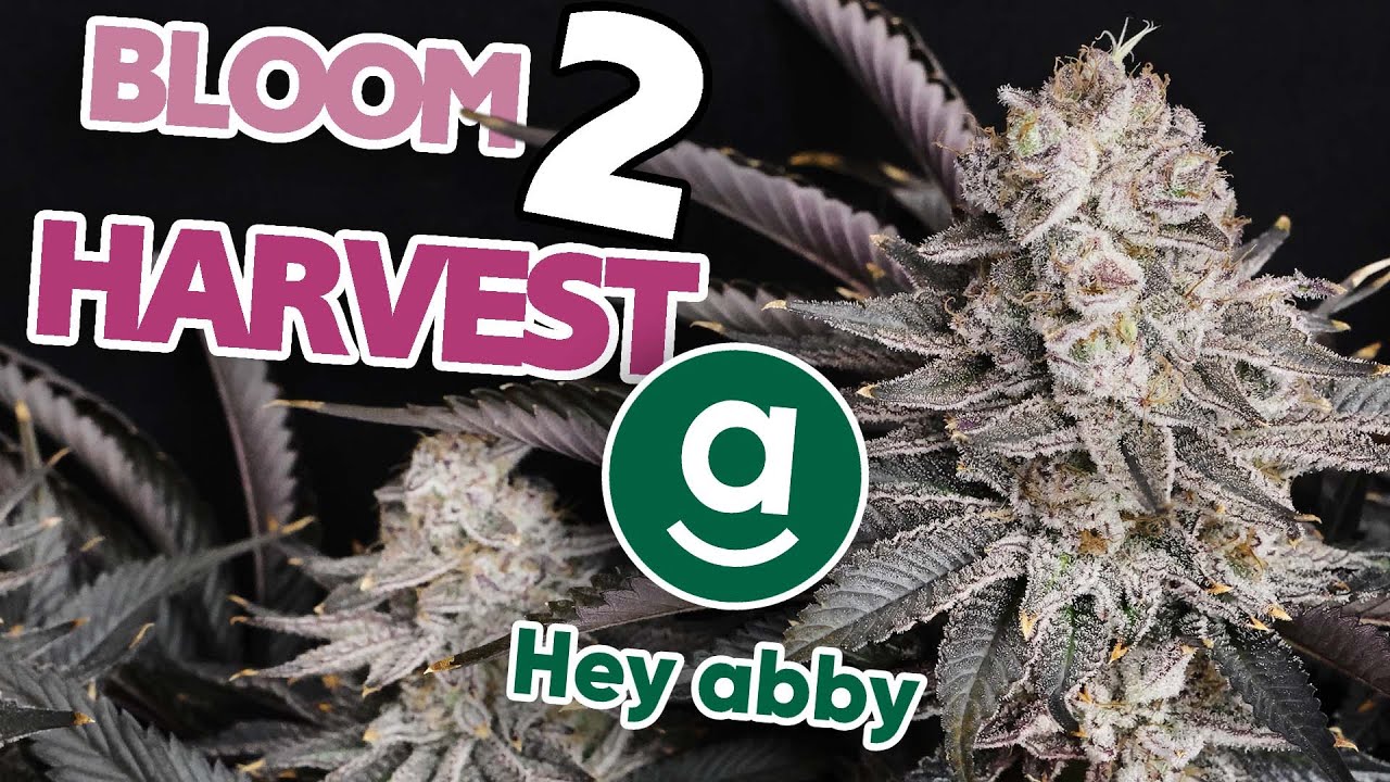 Hey Abby - Bloom to Harvest - Burrrrrrrr