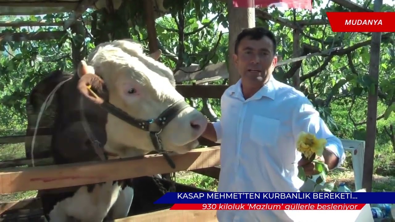 Mudanya'da 930 kiloluk 'Mazlum' güllerle besleniyor