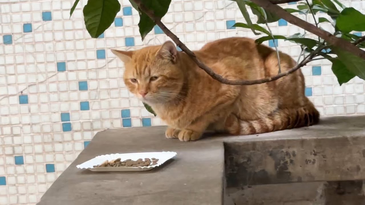奇迹小猫的新朋友很客气，给它猫粮都不敢吃