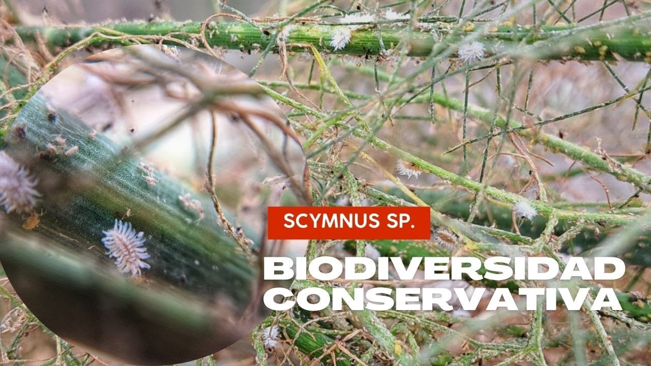 La importancia de la Biodiversidad conservativa. Hinojo (Refugio de Scymnus sp)