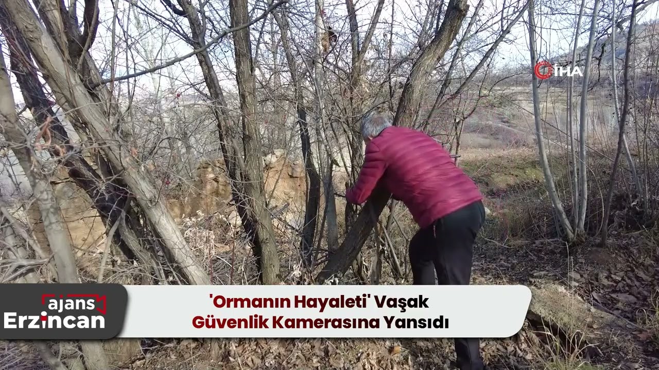 'Ormanın Hayaleti' Vaşak Güvenlik Kamerasına Yansıdı