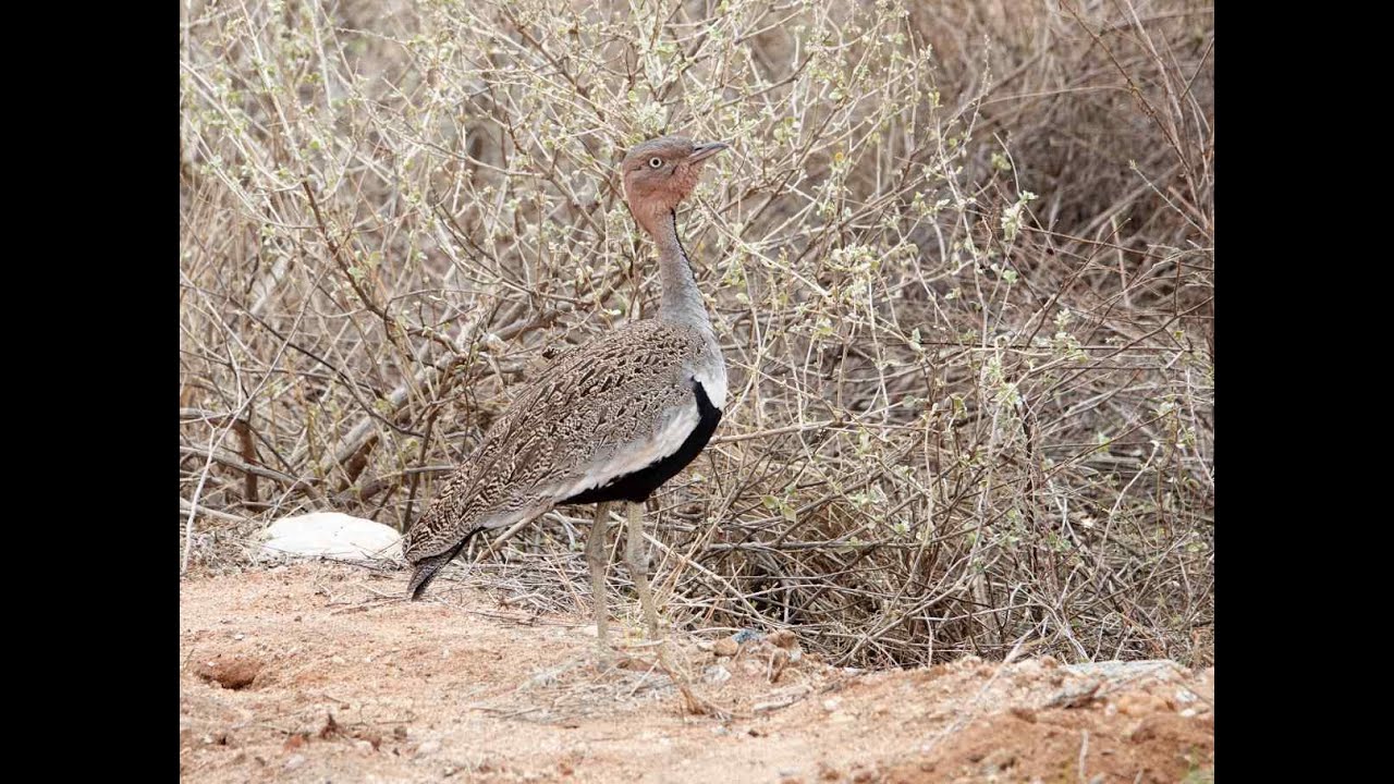 Finishing Line-The Kenyan Birding Safari Part 20