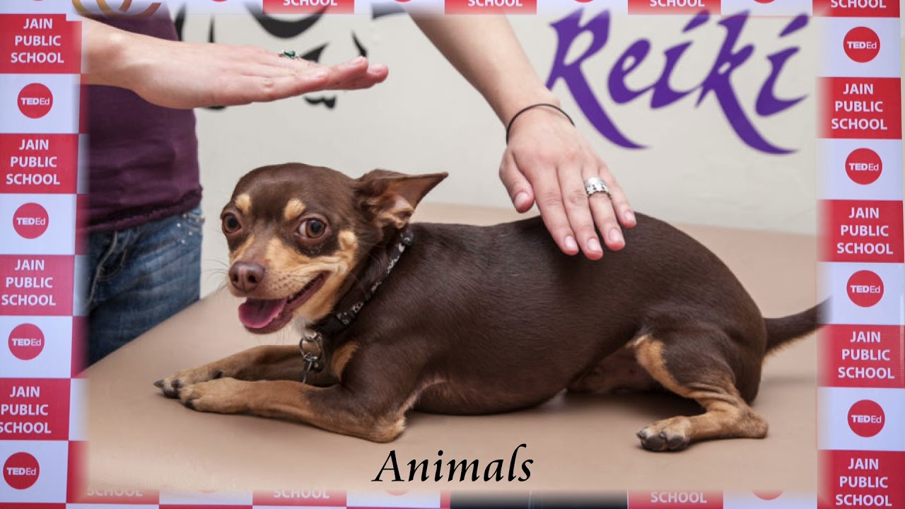 REIKI - THE ART OF HEALING | TANVI GUPTA | JAIN PUBLIC SCHOOL
