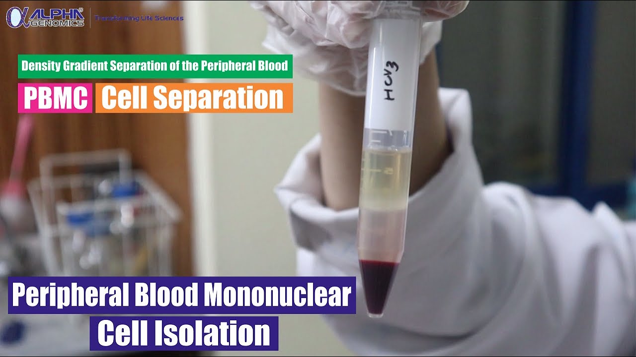 Peripheral Blood Mononuclear Cell Isolation - Density Gradient Separation of the Peripheral Blood