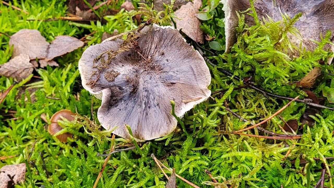 Gąski niekształtne, wreszcie spory wysyp!!😊 podgrzybki brunatne, w. późne, pieprzniki; 20 listopada.