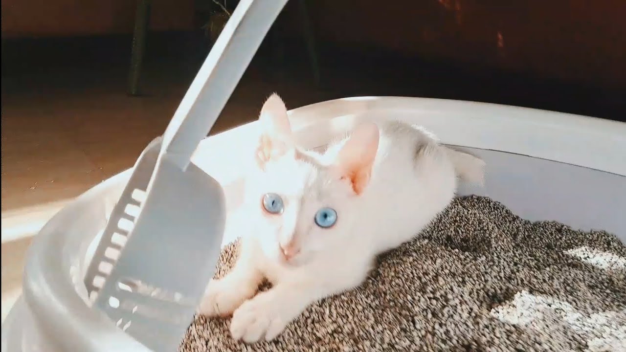Random Vlog 9 - Washable Cat Litter