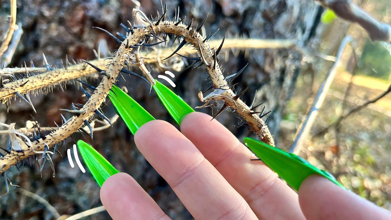 ASMR OUTDOORS 🌲 Tapping / Scratching Tour