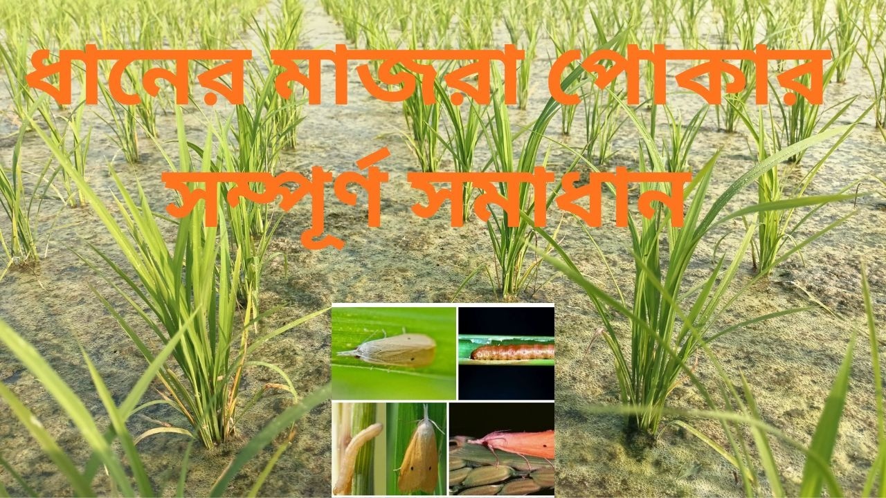 ধানের মাজরা পোকার সম্পূর্ণ সমাধান /  DHANER MAJRA POKAR SOMADHAN