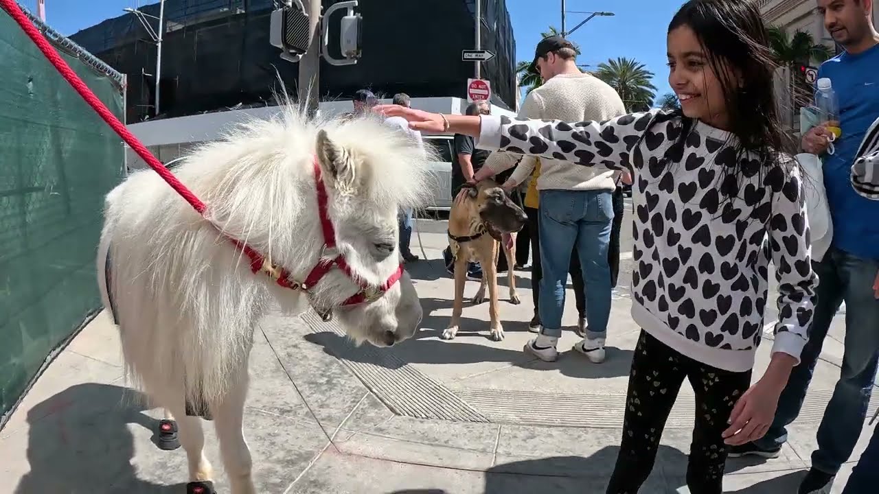 LT. Rowdy & Cash 2.0 Visiting Rodeo Dr Representing Valley Community Cavalry Rough Riders 2023 (4)