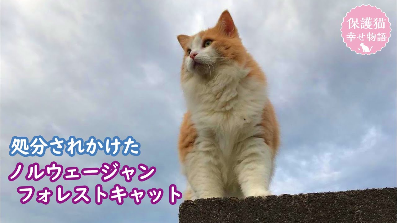 先住猫と相性が合わず手放されたノルウェージャン　でかい！と言ったお父さんがいちばんメロメロに【保護猫幸せ物語】#16 Foster cat`s happy story