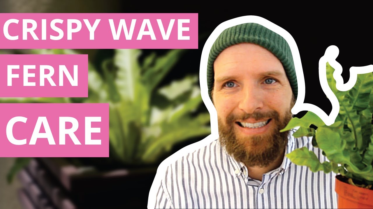 #1 Crispy Wave Fern (Asplenium nidus) Care Guide