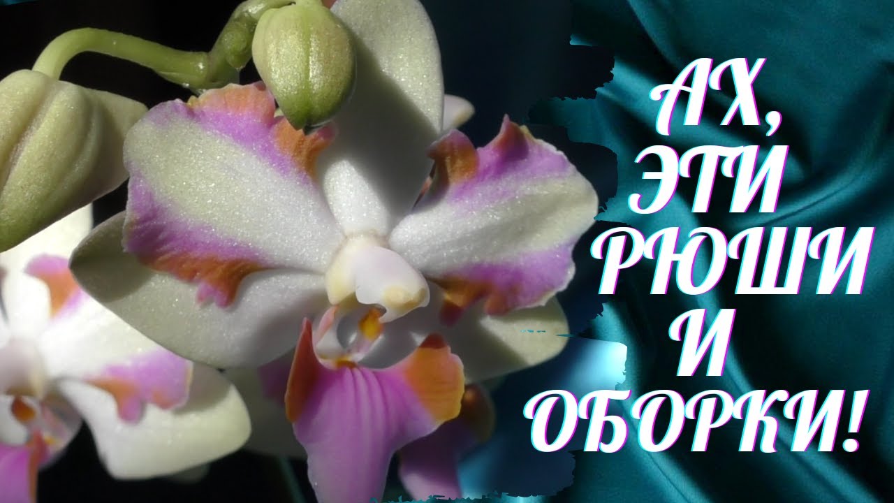 Необычная орхидея. Фаленопсис Pulcherrima  зацвёл!