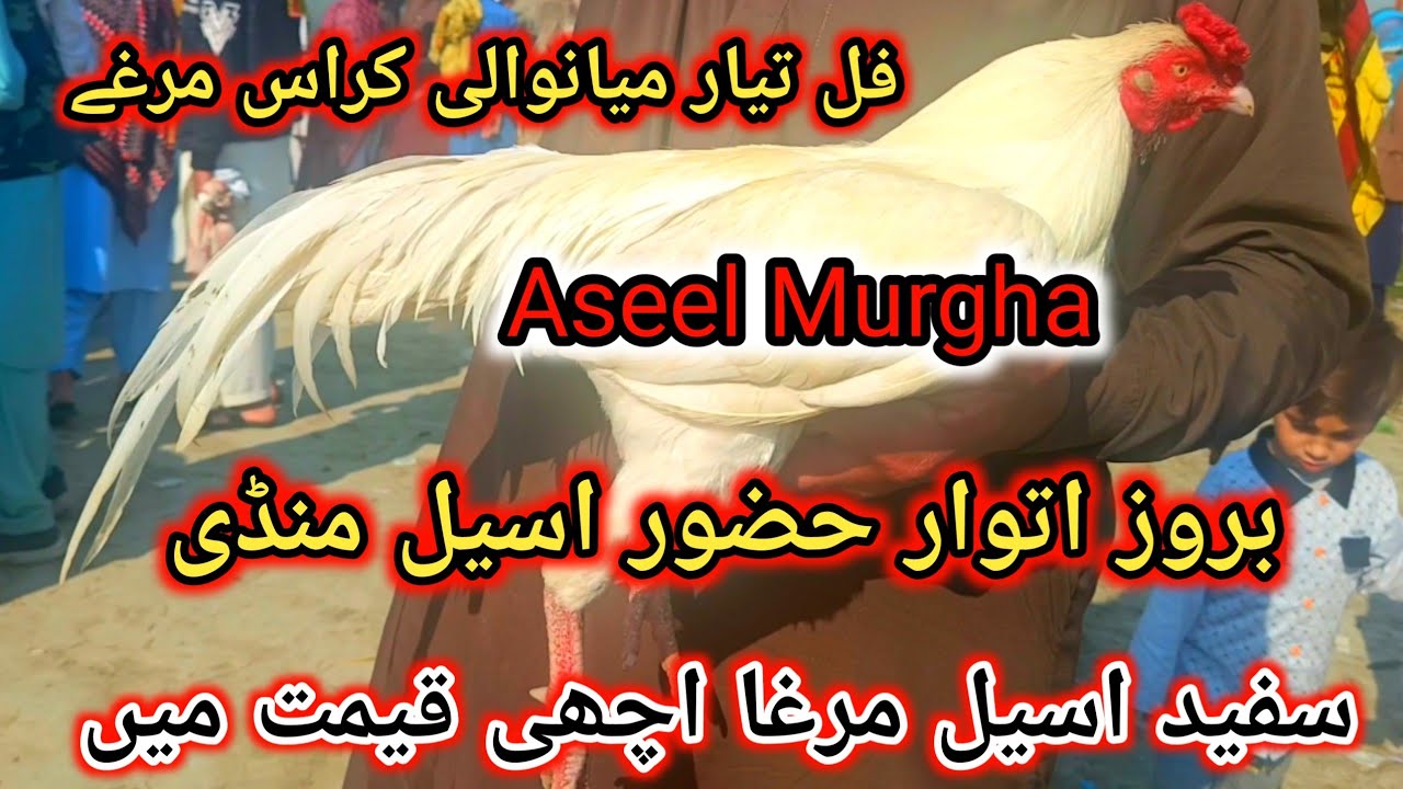 White Aseel Murgha Best Price | Full Ready Mianwali Karaas Murghy | Sunday Hazro Aseel Mandi