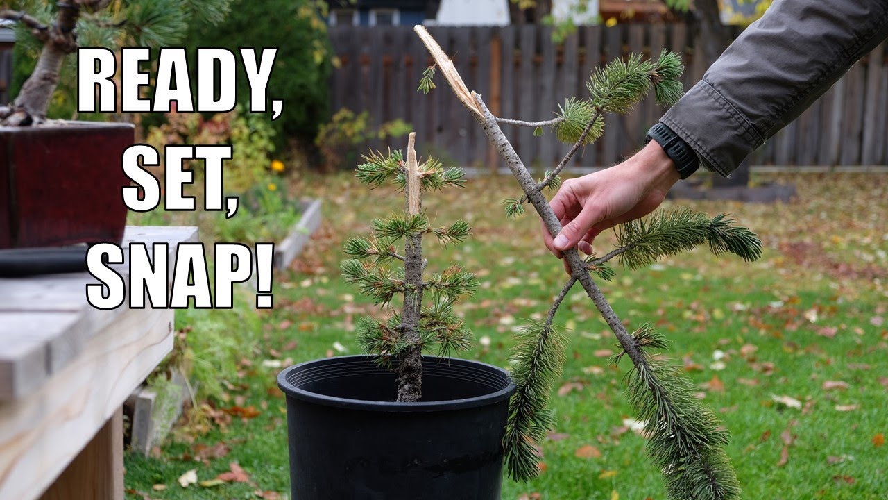 I Snapped my Bristlecone Pine Bonsai in Half