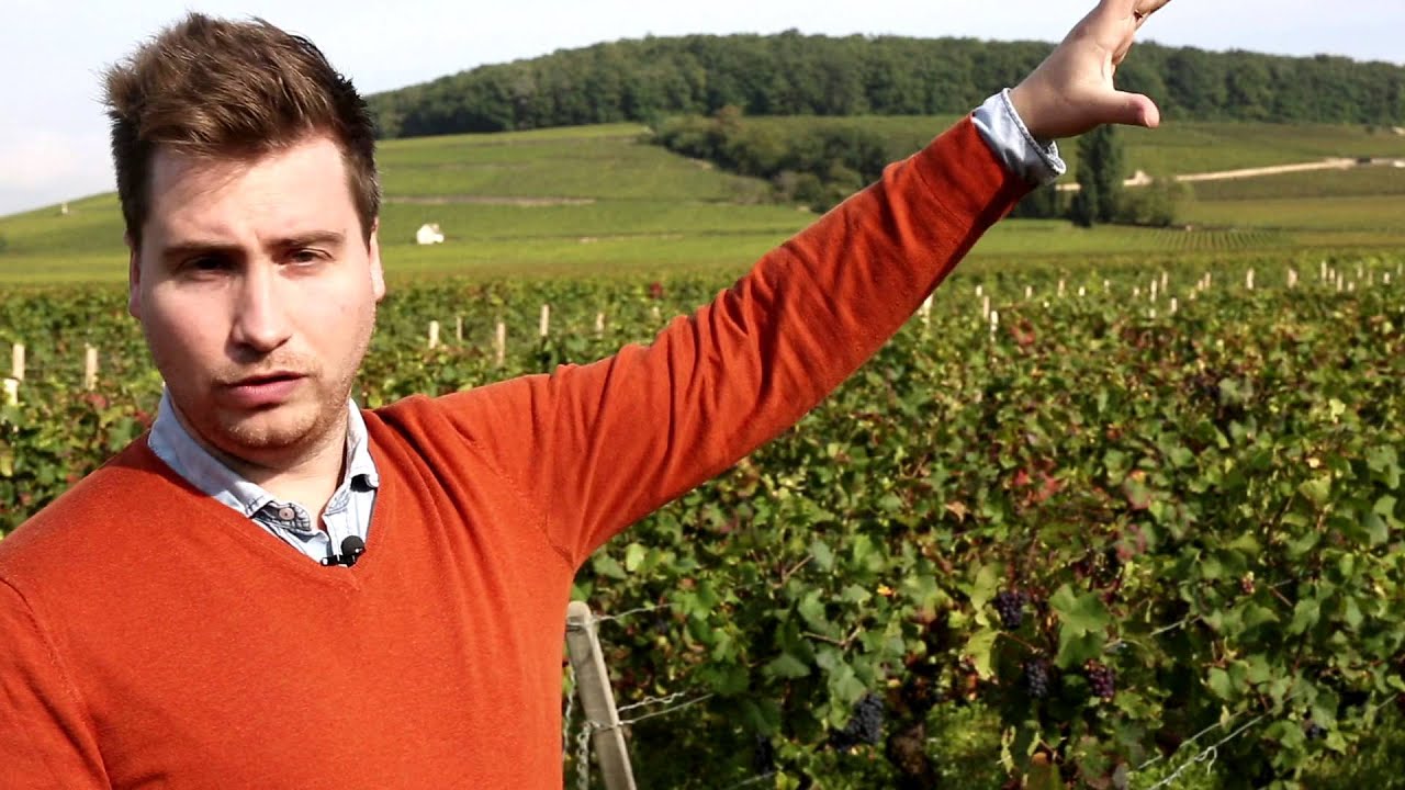 Kennismaken met de terroirs van Bourgogne - Colruyt Laagste Prijzen