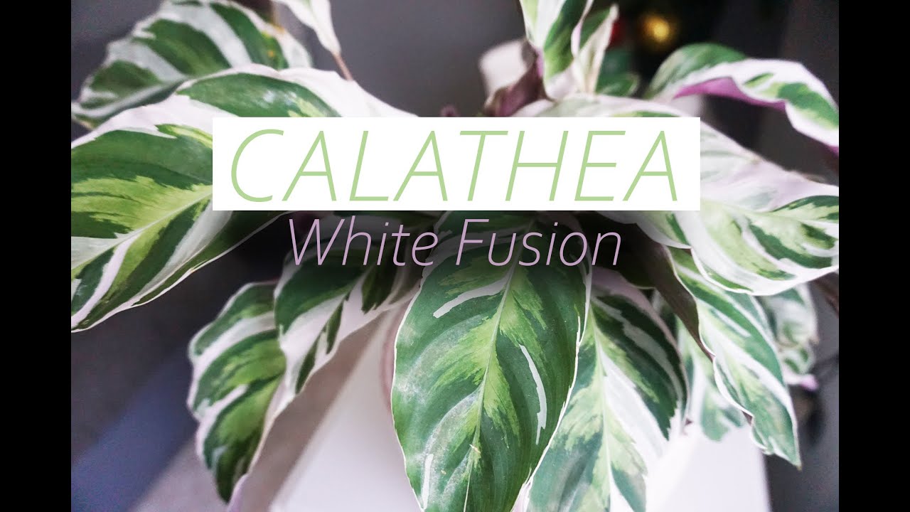 🌱Calathea White Fusion in Semi Idroponica [LECA] -Watthias
