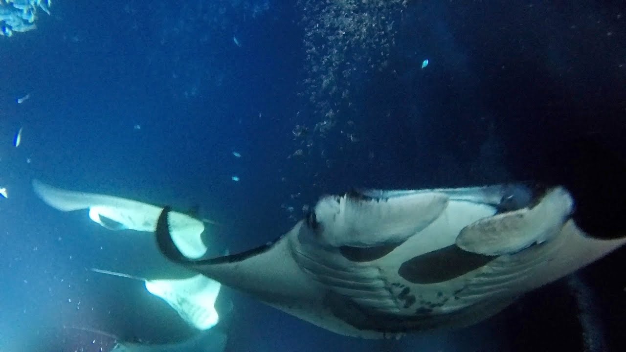 Kailua-Kona manta ray dive and snorkeling Cpt Cook