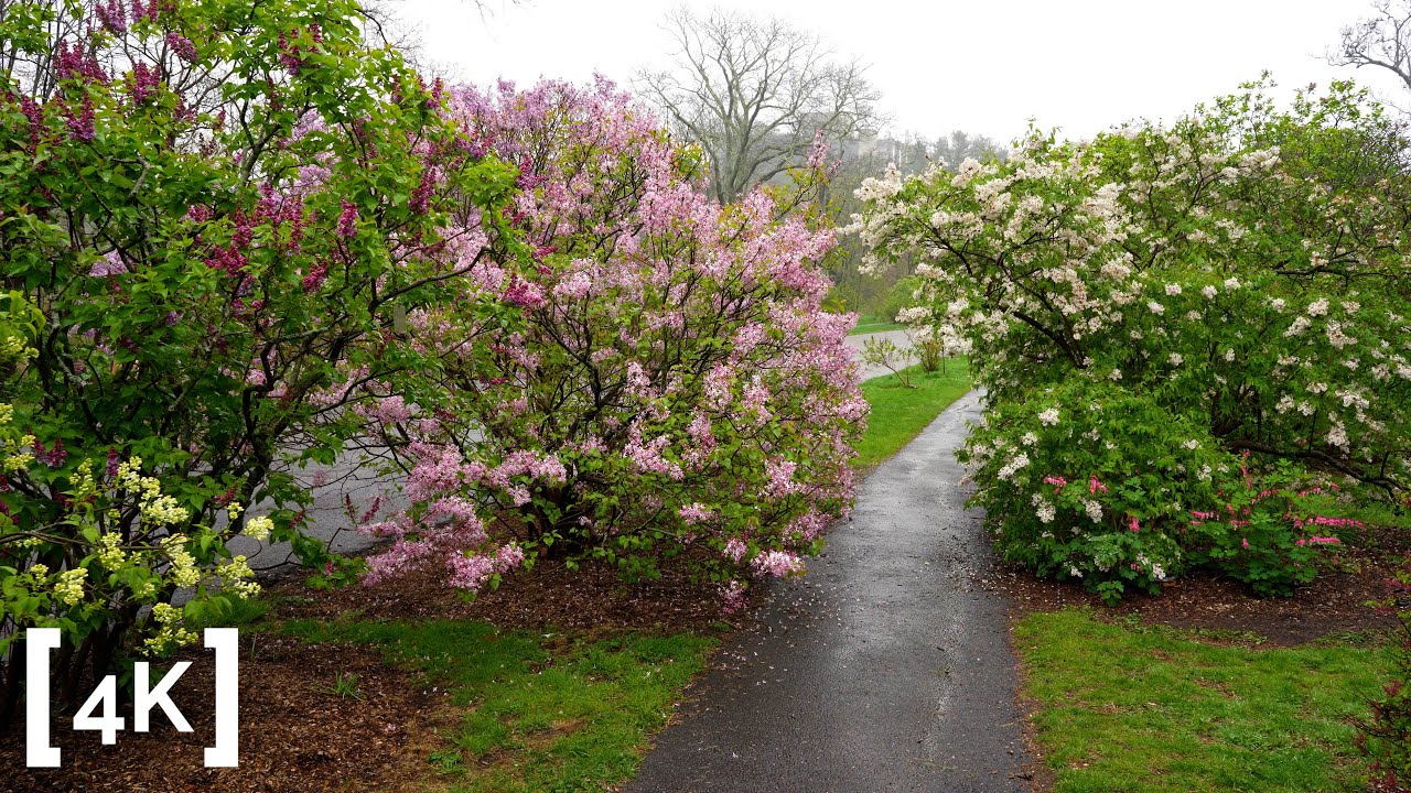 4K Walking in the Rain - Harvard Arboretum - 3D Binaural - ASMR Spring Ambience