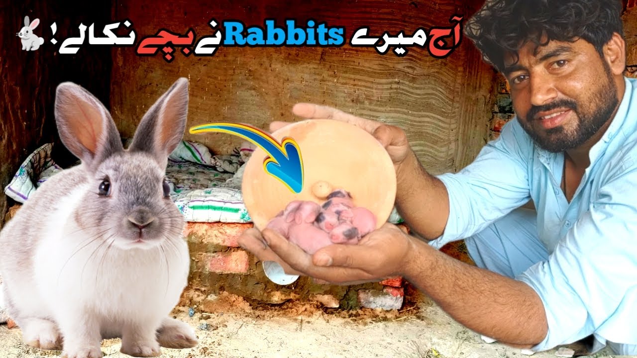 Alhamdulillah My Female Rabbit Surprise Me First birth Giving 10 Cute Babies|Rabbits Colony Progress