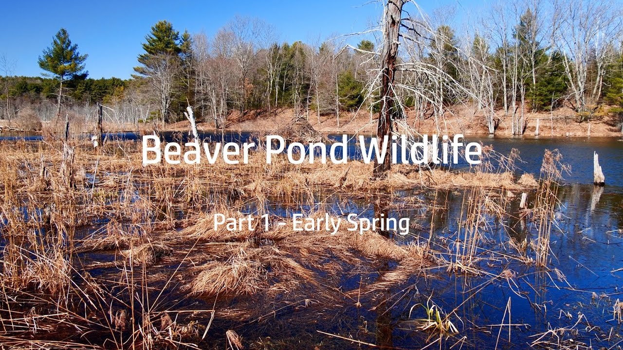 Beaver Pond Wildlife:  Part 1 - Early Spring
