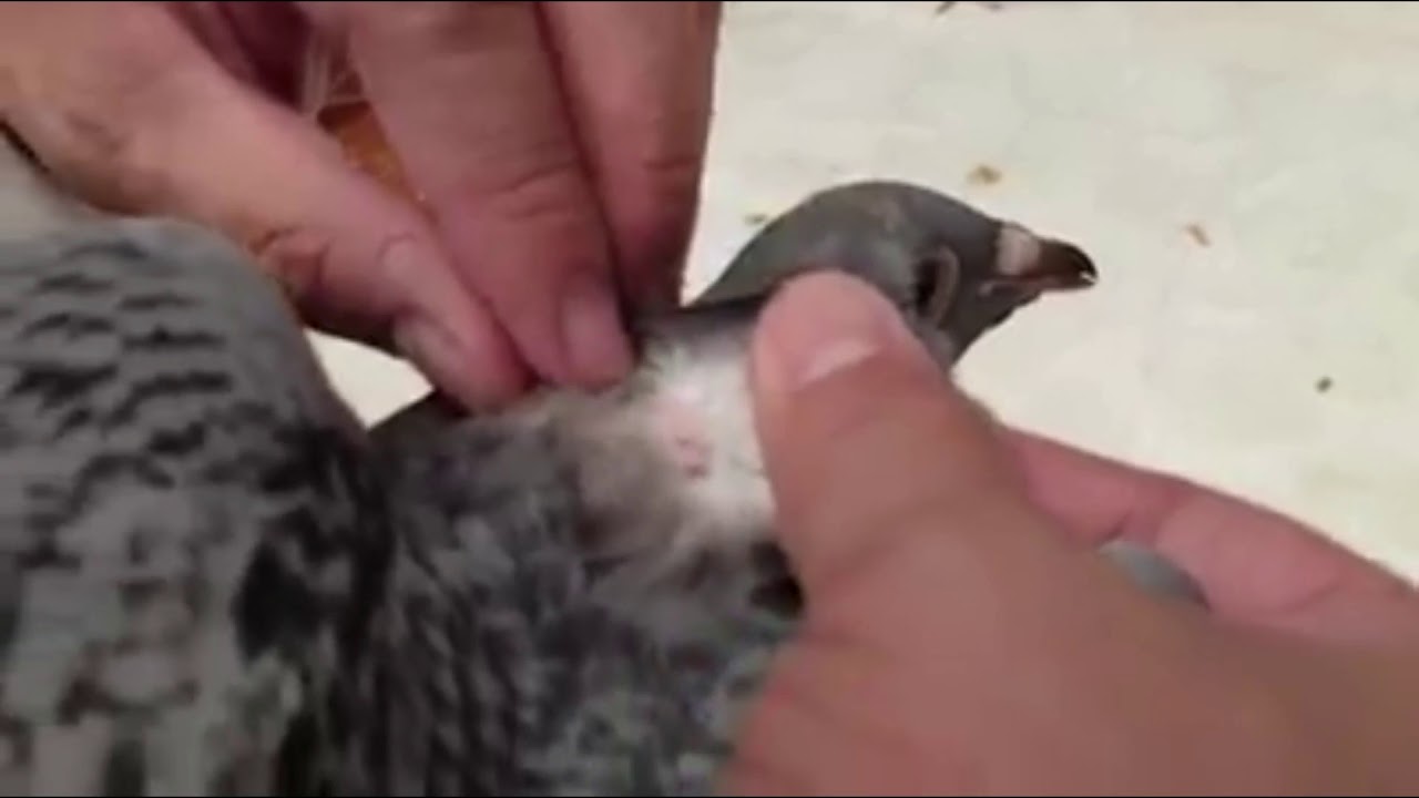 PMV VACCINE, YOUNG BIRDS, RACING PIGEONS