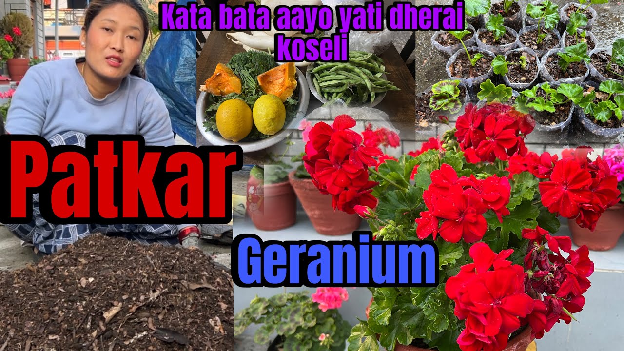 FUL PREMİ LAI MATO RA PATKAR JATİ VAYA Nİ NAPUGNİ { Rupa meghilama Gurung } 🥰❤️
