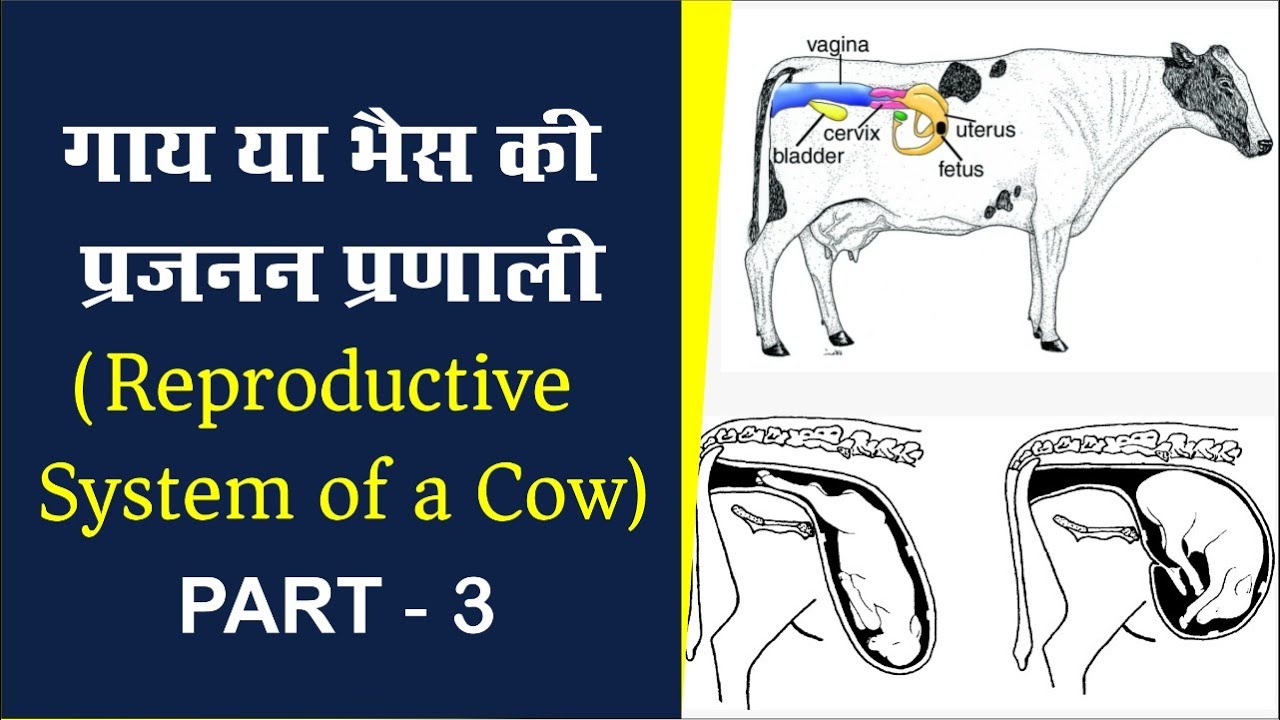 गाय या भैस की प्रजनन प्रणाली | Reproductive System of a Cow  (Part -3)