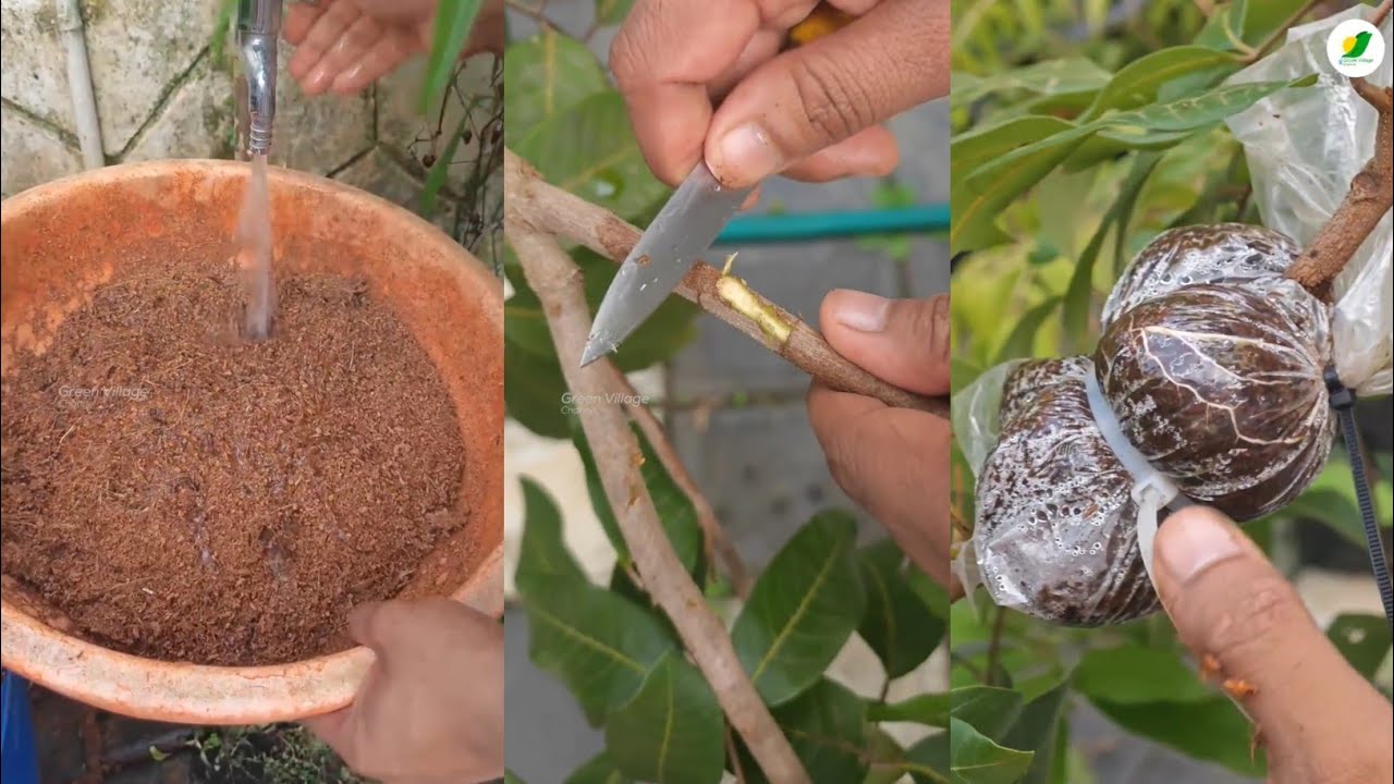 Easy way for air layering longan tree | വളരെ എളുപ്പത്തിൽ വേരു പിടിപ്പിക്കാം.
