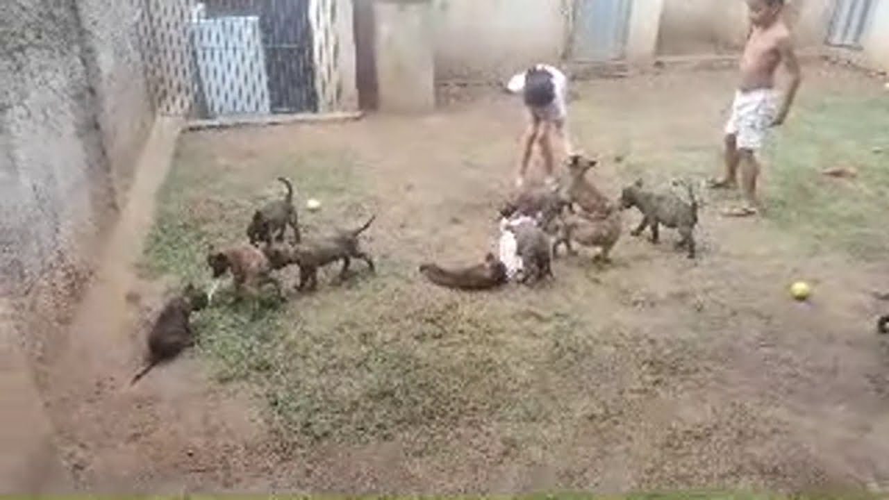 Ao vivo 30/11/20 filhotes de Pastor Belga Malinois