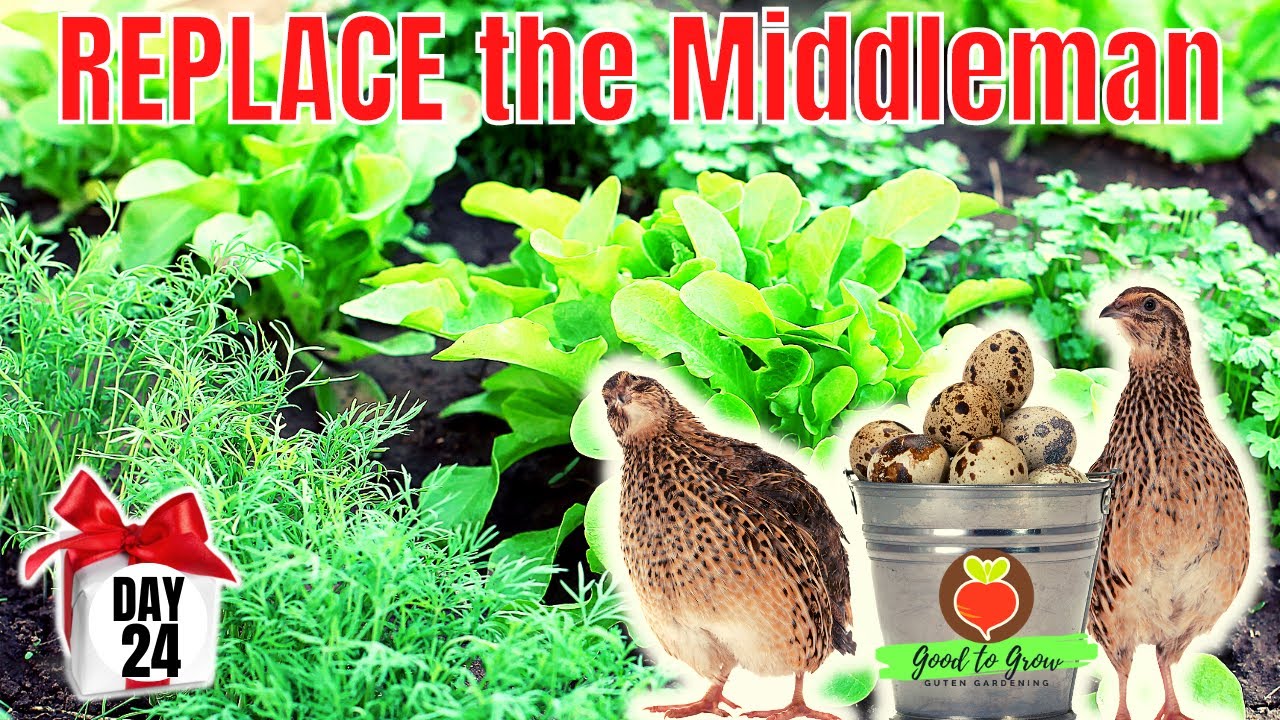 Gardeners Get Ready to Fall in Love With Quails! - and It's DAY 24 of our 31 Days of Giving