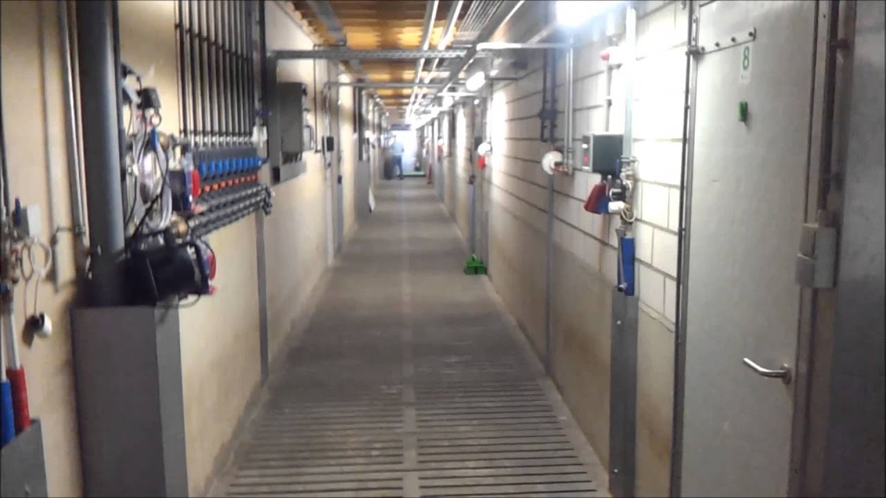 Water vernevelen in varkensstal om temperatuur te verlagen en voedselinname te waarborgen