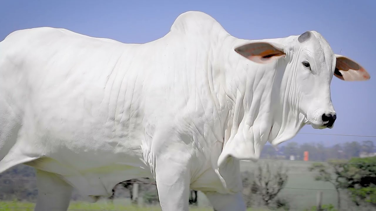 LOTE 14   FTL 1234   ARIEL FIV DA TARLIM